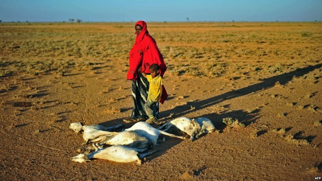 FILE - A woman and a boy walk past a flock of dead goats in a dry land close to Dhahar in Puntland, northeastern Somalia, Dec. 5, 2016.